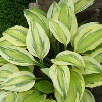 Hosta Captain's Adventure