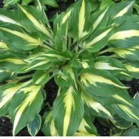Hosta Lemon Juice