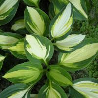 Hosta Color Festival