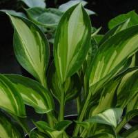 Hosta Lakeside Little Tuft