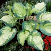 Hosta Marie's Angel