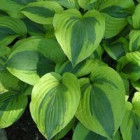 Hosta Moon Split