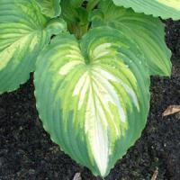 Hosta War Paint