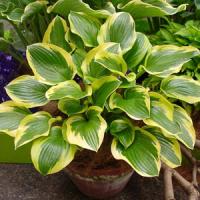 Hosta Sugar And Spice