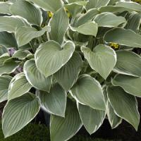Hosta Tom Schmid