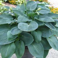 Hosta Blue Vision