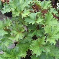 Ligularia Granito