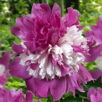 Paeonia Celebrity
