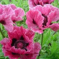 Papaver Orientale Bolero