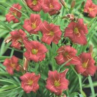 Hemerocallis Eenie Fanfare