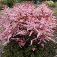 Astilbe Delft Lace