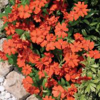 Lychnis Lumina Orange