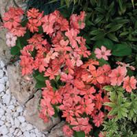Lychnis Lumina Salmon Shades