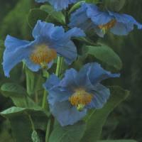 Meconopsis betonicifolia 