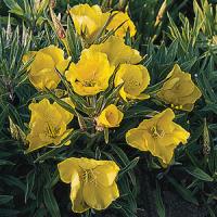 Oenothera macrocarpa 