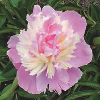 Paeonia lactiflora Mme. Emile Debatene