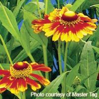 Helenium Helena Mix