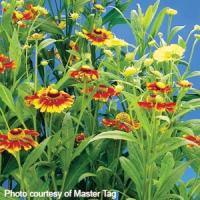 Helenium Helena Mix