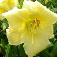 Hemerocallis Big Time Happy