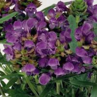 Prunella grandiflora Bella Blue