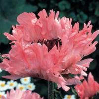 Papaver orientale Fancy Feathers