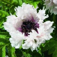 Papaver orientale Miss Piggy