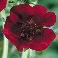Potentilla thurberi Monarch's Velvet