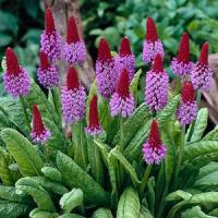 Primula vialii 
