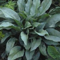 Pulmonaria Majeste