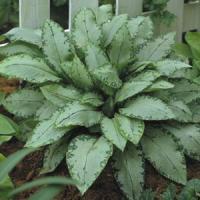 Pulmonaria saccharata Silverado
