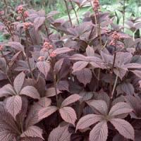 Rodgersia pinnata Chocolate Wing