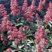 Rodgersia pinnata Superba