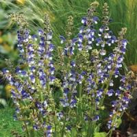 Salvia pratensis Madeline