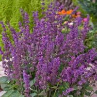 Salvia verticillata Endless Love