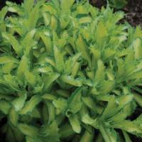 Sedum Autumn Delight