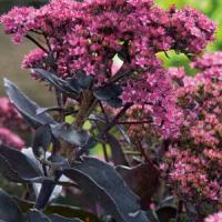 Sedum Black Jack