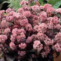 Sedum Picolette