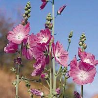 Sidalcea Party Girl