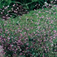 Thalictrum delavay Hewitt's Double