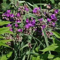 Tradescantia andersoniana Concord Grape