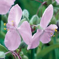 Tradescantia andersoniana Perrine's Pink