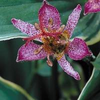 Tricyrtis formosana Gilt Edge