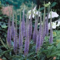 Veronicastrum virginicum Apollo