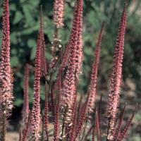 Veronicastrum virginicum Erica