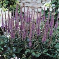 Veronicastrum virginicum Fascination