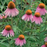 Echinacea Crazy Pink