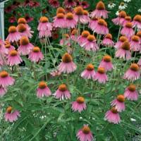 Echinacea Crazy Pink