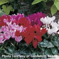 Miracle Mix Cyclamen