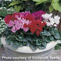 Miracle Mix Cyclamen