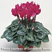 Miracle Salmon Cyclamen